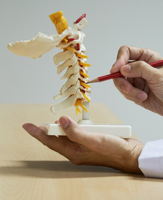 A doctor points to the disc of the spine model.