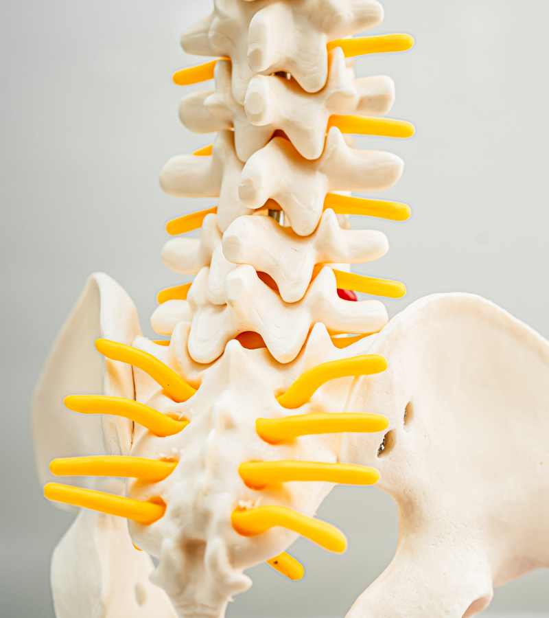 A close-up image of the lumbar spine model illustrates slip disc surgery.